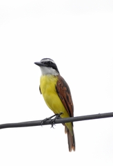 Pitangus sulphuratus