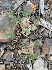 Penstemon fruticosus