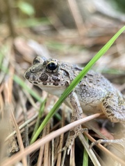 Fejervarya kawamurai