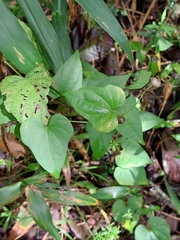 Dioscorea polystachya