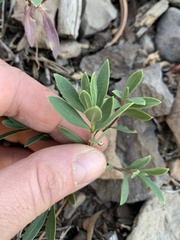 Penstemon fruticosus