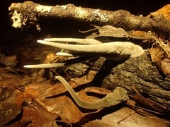 Xylaria polymorpha