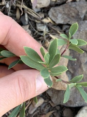 Penstemon fruticosus