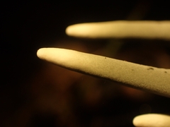 Xylaria polymorpha