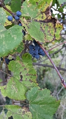 Vitis riparia