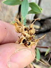 Penstemon fruticosus
