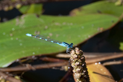 Enallagma carunculatum