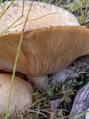 Lactarius pubescens
