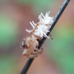 Gibellula