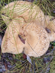 Lactarius pubescens
