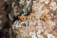 Seirophora scorigena