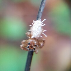 Gibellula