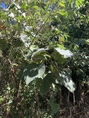 Dendrocnide excelsa