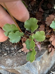 Heuchera cylindrica