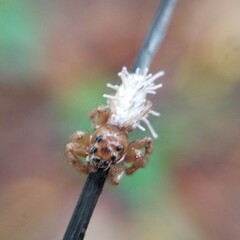 Gibellula