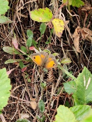 Pyronia tithonus
