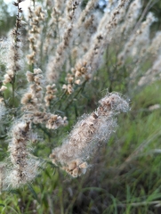 Pterocaulon virgatum