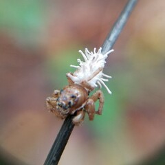 Gibellula