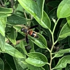 Pachodynerus erynnis