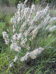 Pterocaulon virgatum