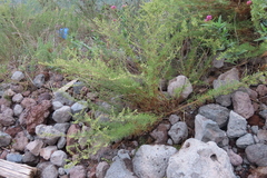 Angiospermae