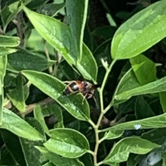 Pachodynerus erynnis