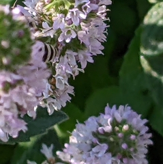 Lasioglossum sisymbrii