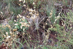 Silene vulgaris