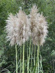 Cortaderia
