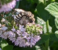 Lasioglossum sisymbrii