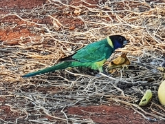 Barnardius zonarius zonarius