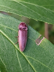 Melanotus