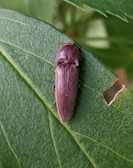 Melanotus
