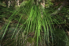 Xanthorrhoea