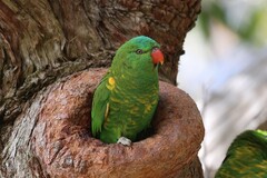 Trichoglossus chlorolepidotus