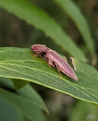 Melanotus