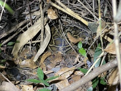 Python bivittatus