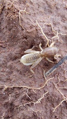 Gryllotalpidae