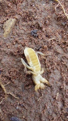 Gryllotalpidae