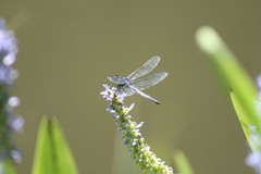 Libellula incesta