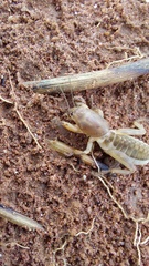 Gryllotalpidae