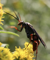 Tachypompilus ferrugineus