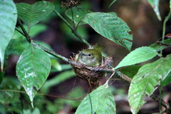 Manacus manacus flaveolus
