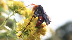 Tachypompilus ferrugineus