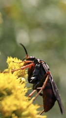Tachypompilus ferrugineus