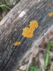 Teloschistes chrysophthalmus