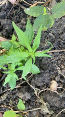 Parietaria pensylvanica
