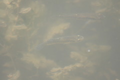 Fundulus heteroclitus