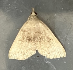 Phalaenostola eumelusalis