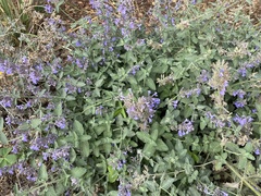 Nepeta